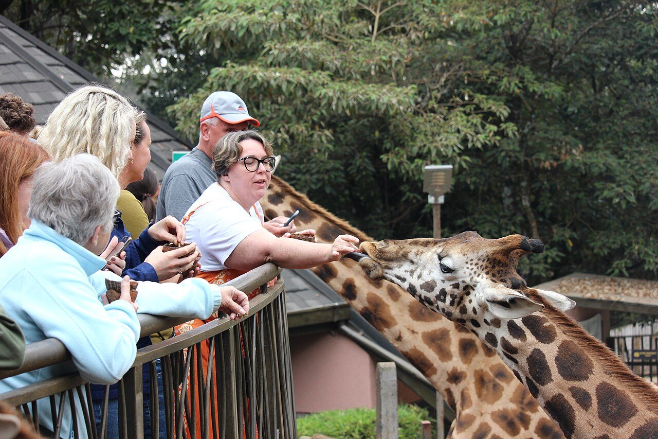 Giraffe Centre — Langata, Nairobi