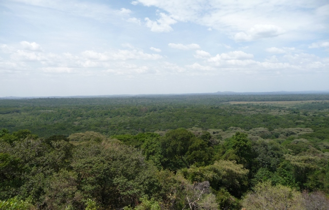 Kakamega Forest — Kakamega