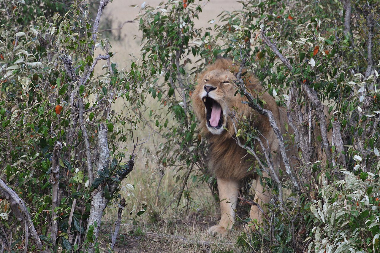 Nairobi National Park — Langata Road, Nairobi
