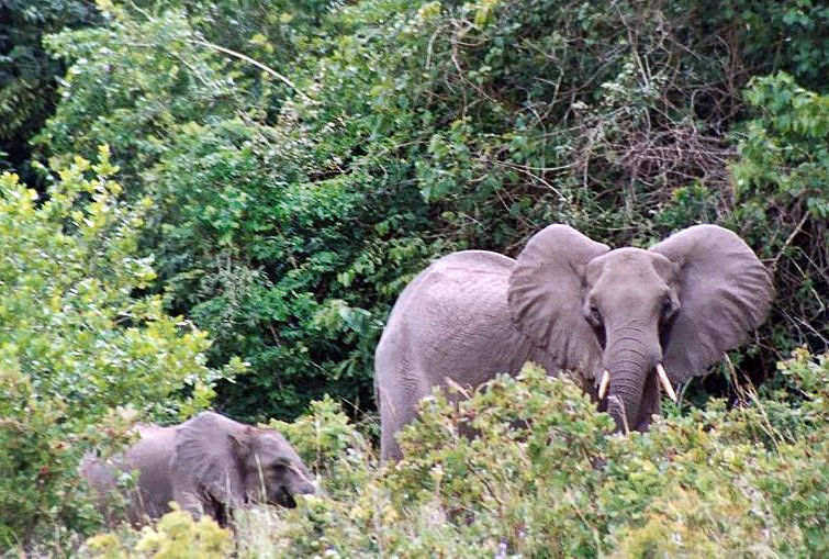 Shimba Hills National Reserve — Kwale, near Diani