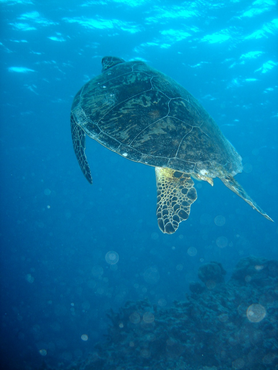 Watamu Marine National Park — Watamu, Kilifi