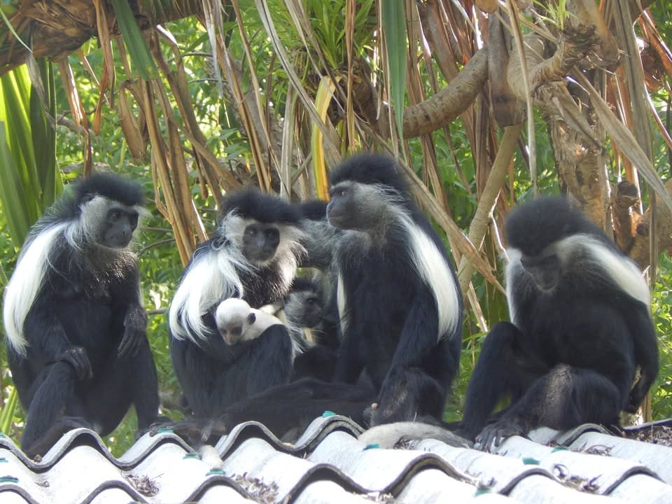 Colobus Conservation — Diani, Kwale