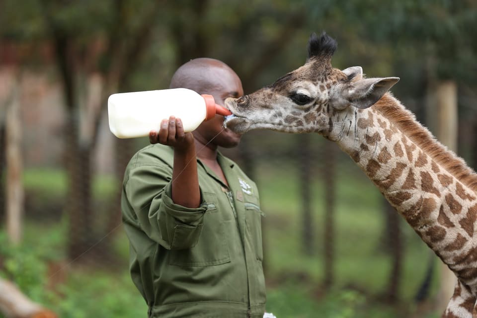 Nairobi Animal Orphanage — Nairobi National Park gate