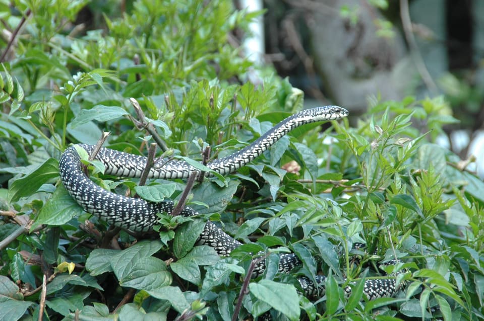 Nairobi Snake Park — Museum Hill, Nairobi